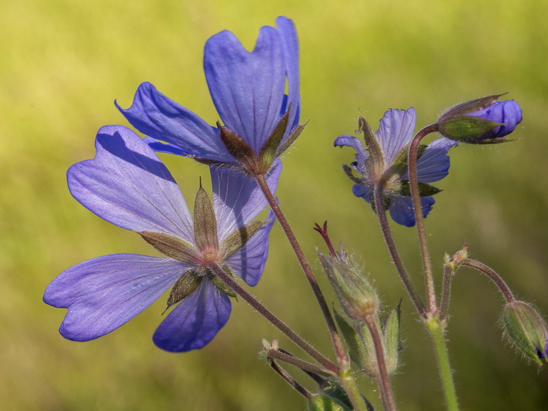 Geranium malviflorum.04