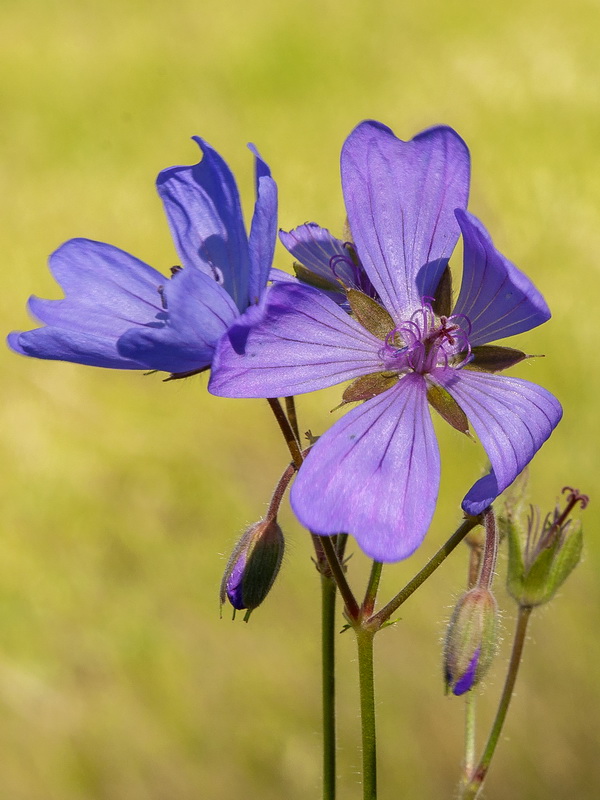 Geranium malviflorum.05