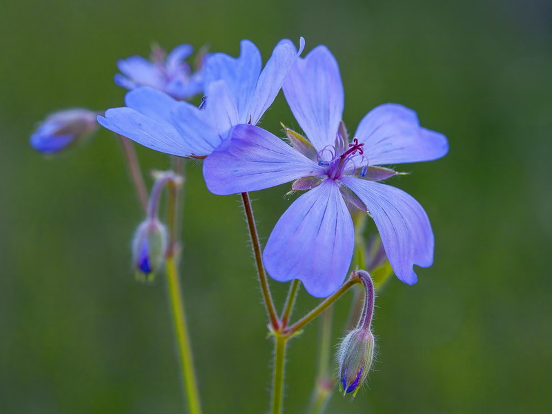 Geranium malviflorum.06