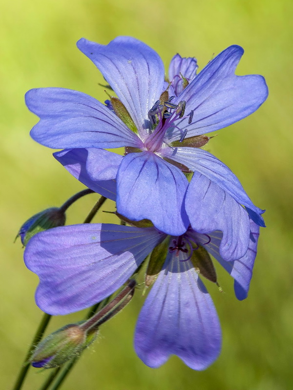 Geranium malviflorum.07