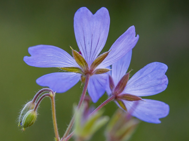 Geranium malviflorum.08