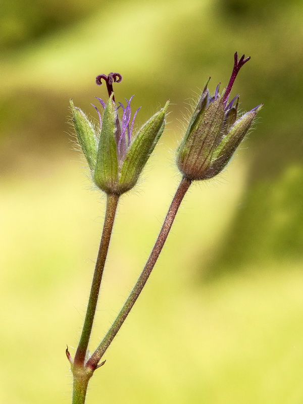 Geranium malviflorum.09