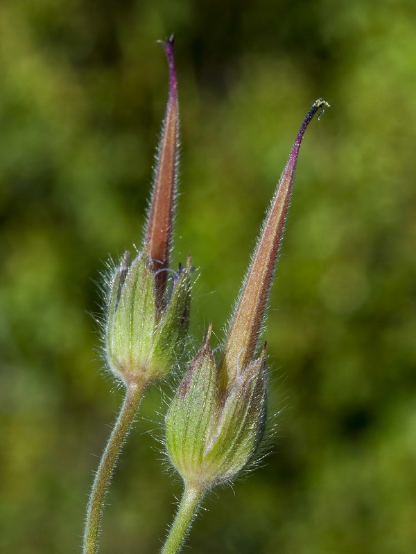 Geranium malviflorum.10