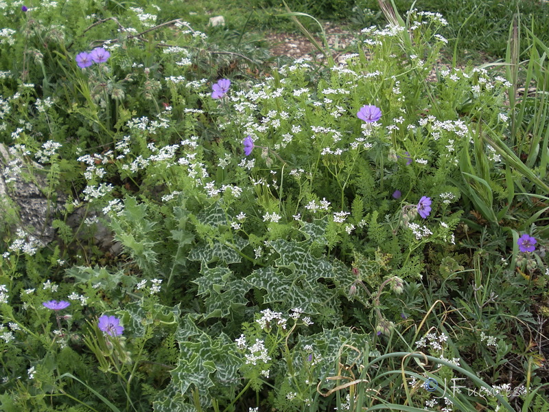 Geranium malviflorum.11