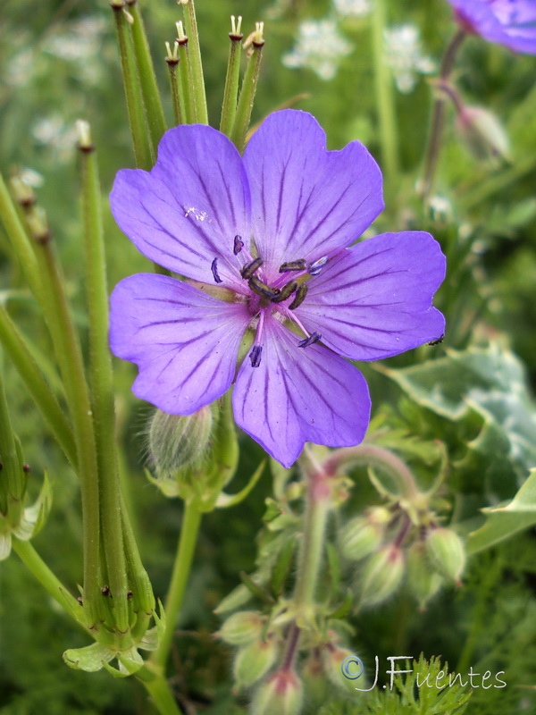 Geranium malviflorum.13