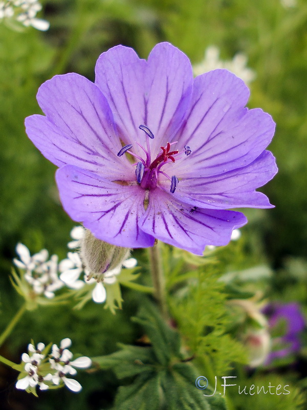 Geranium malviflorum.15