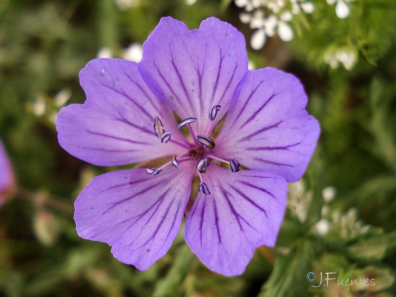 Geranium malviflorum.16