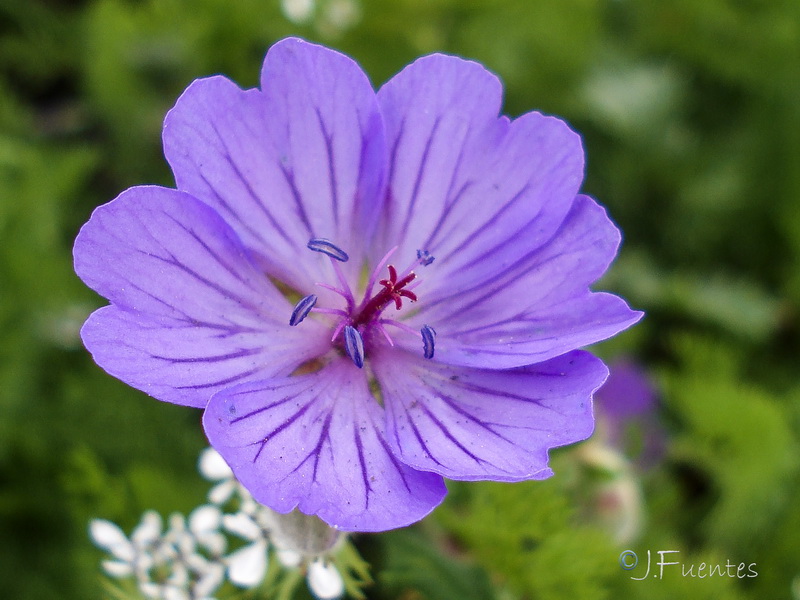 Geranium malviflorum.17