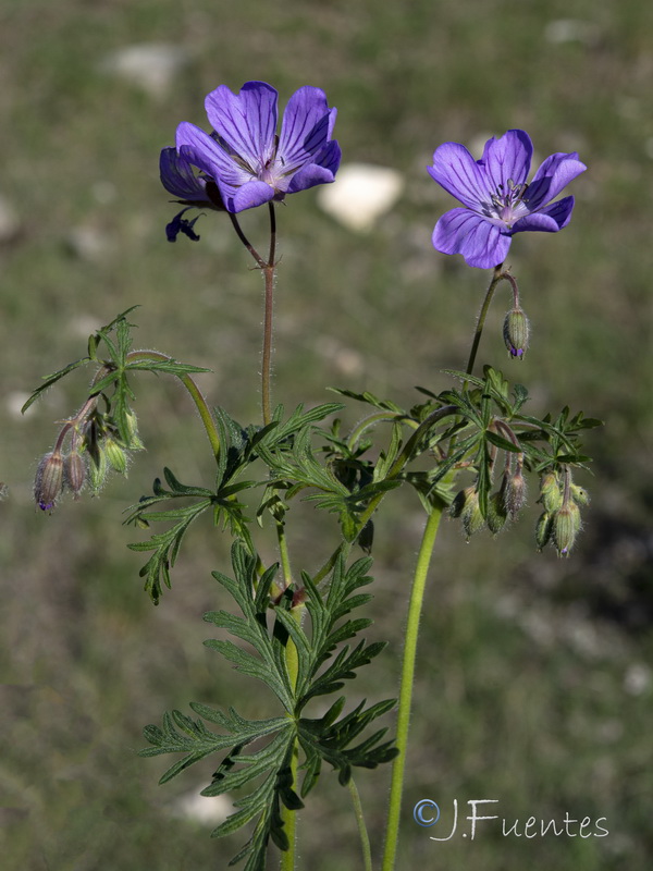 Geranium malviflorum.14