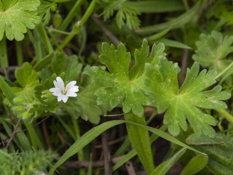 Geranium molle.01