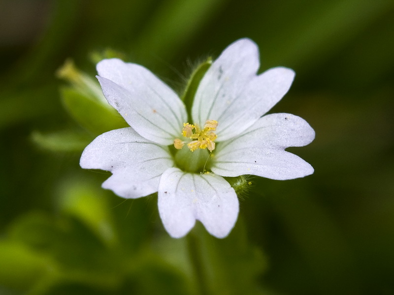 Geranium molle.03