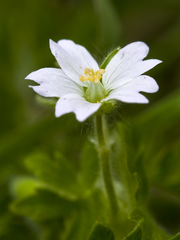 Geranium molle.04