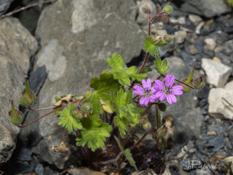 Geranium molle.06