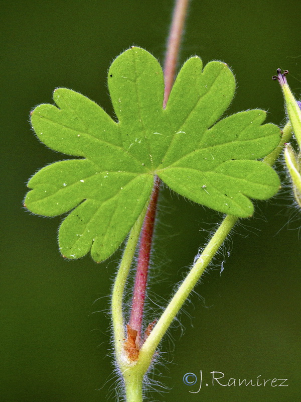 Geranium molle.09