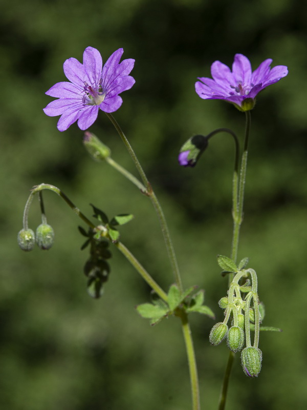 Geranium molle.12