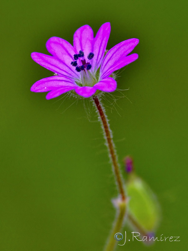 Geranium molle.16