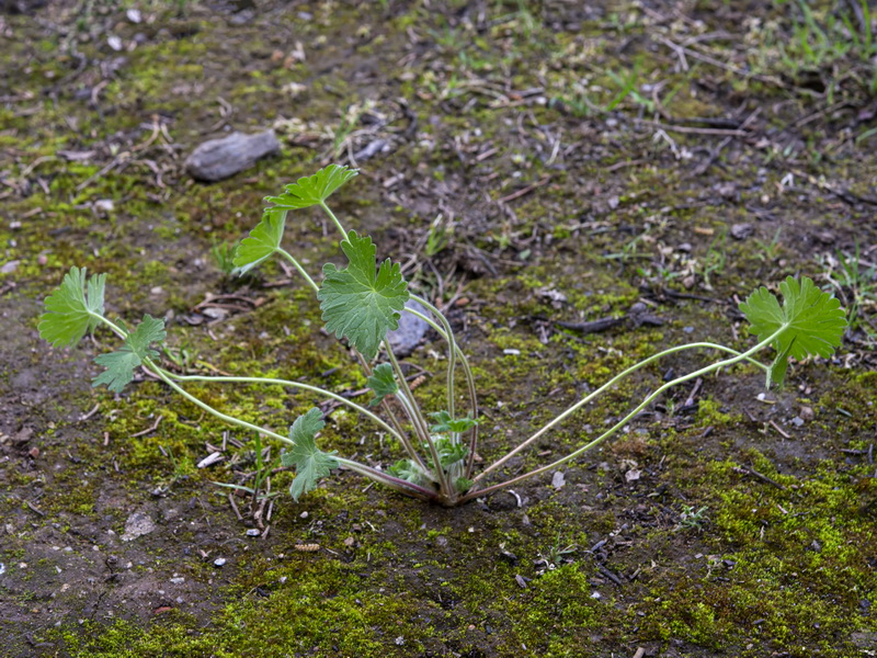 Geranium molle.19