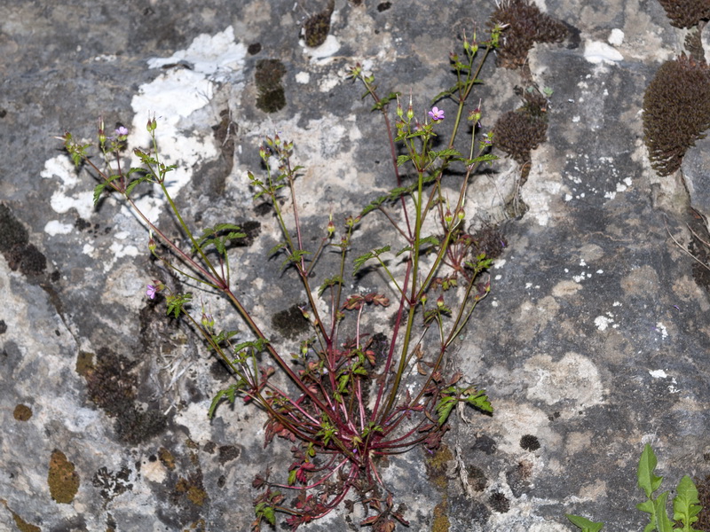 Geranium purpureum.01