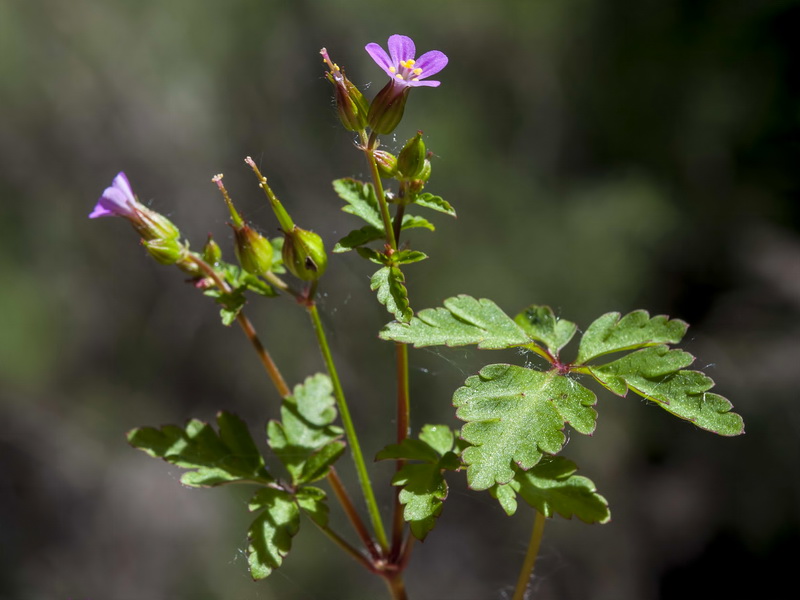 Geranium purpureum.02