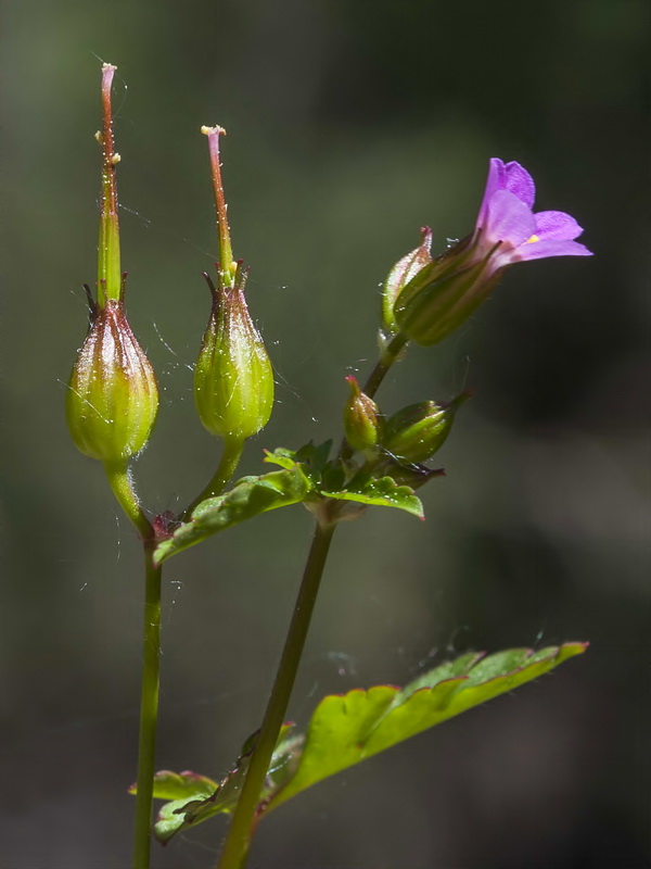 Geranium purpureum.03