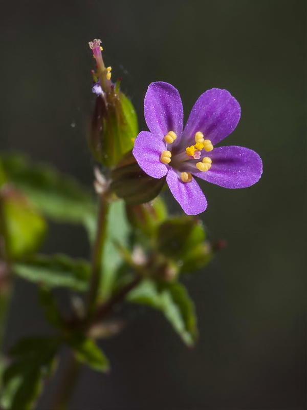 Geranium purpureum.04