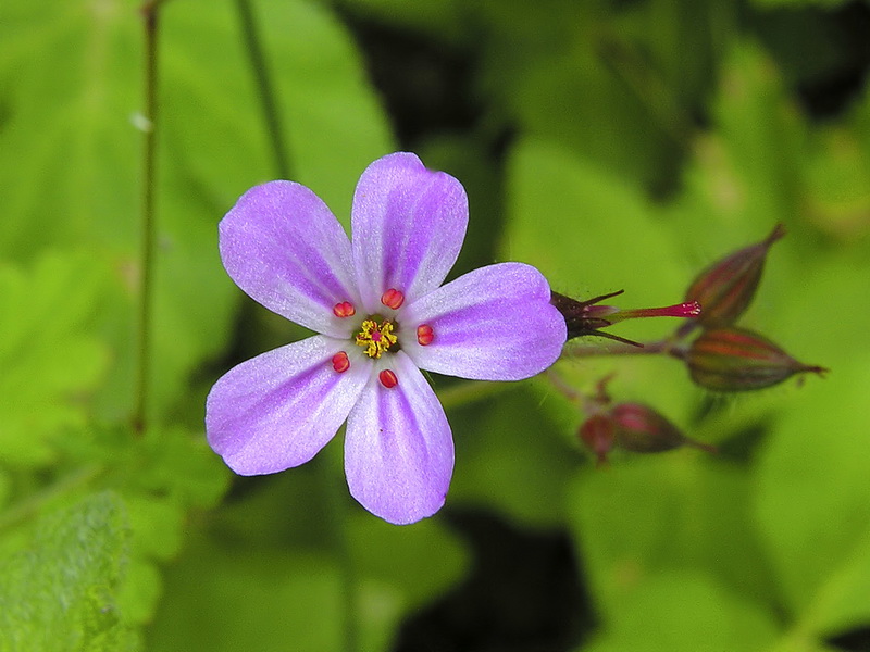 Geranium purpureum.09