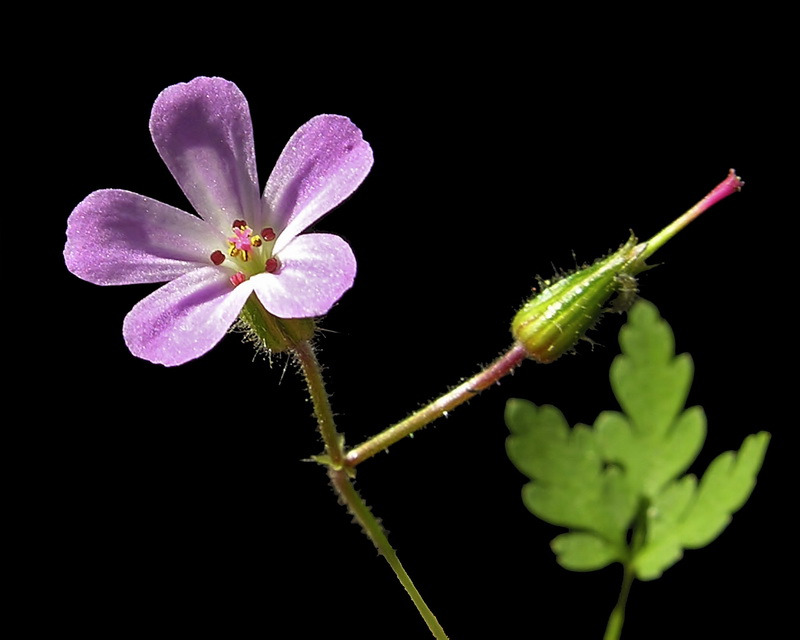 Geranium purpureum.10