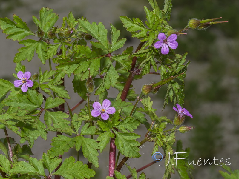 Geranium purpureum.15