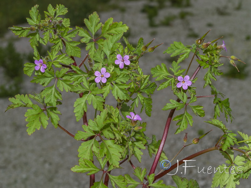 Geranium purpureum.17