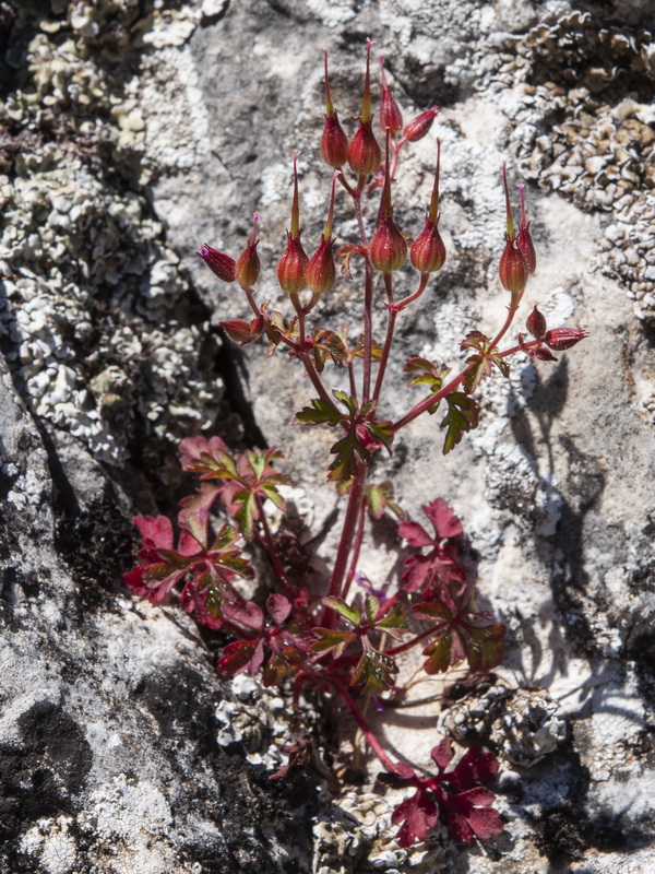 Geranium purpureum.18