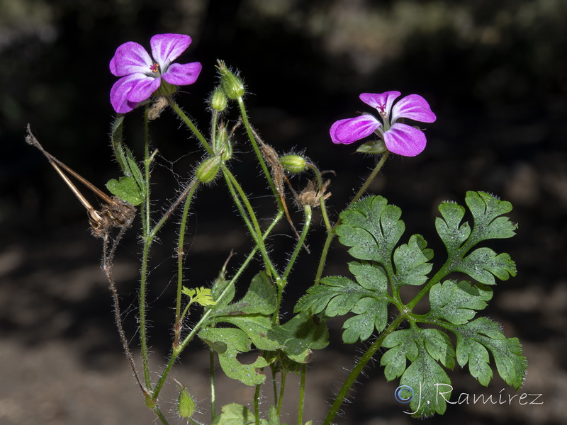 Geranium purpureum.20