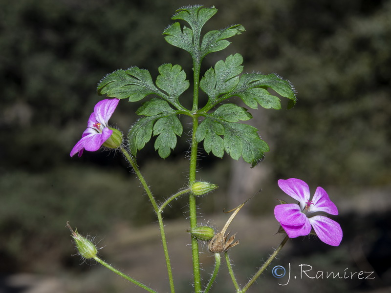 Geranium purpureum.16