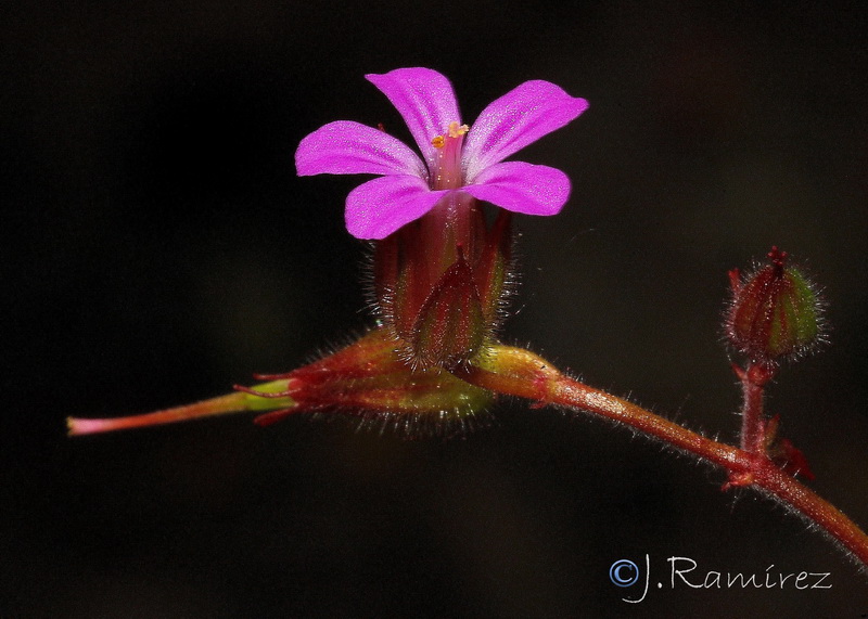 Geranium purpureum.12