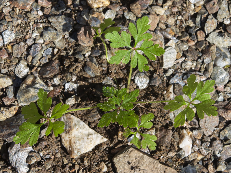 Geranium purpureum.26