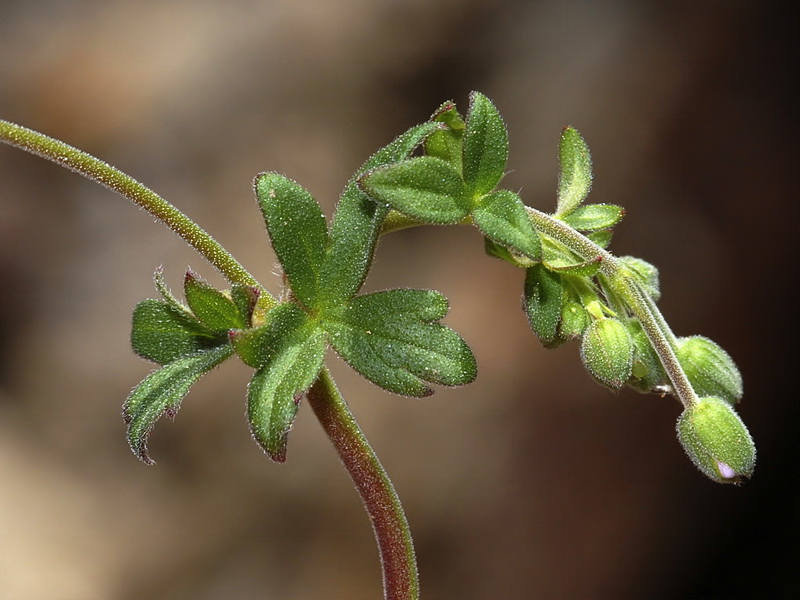 Geranium pyrenaicum pyrenaicum.03