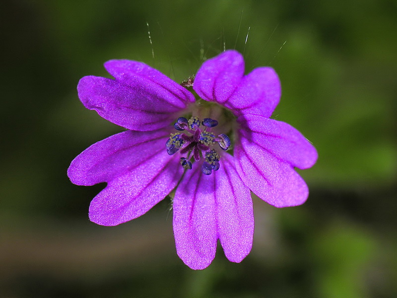 Geranium pyrenaicum pyrenaicum.08