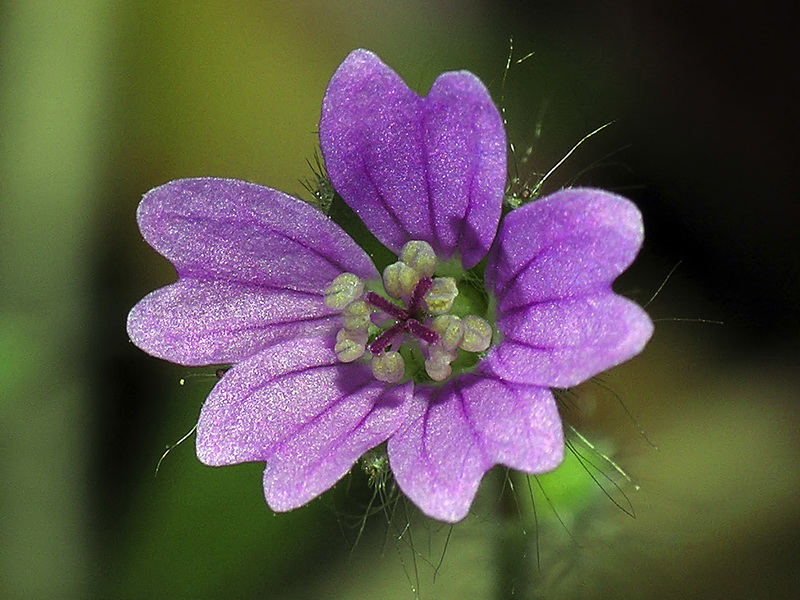 Geranium pyrenaicum pyrenaicum.09