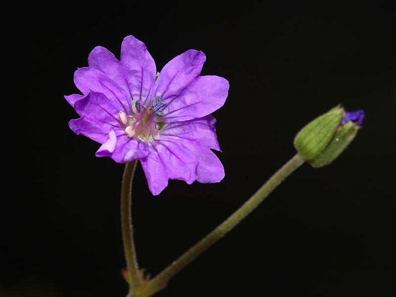 Geranium pyrenaicum pyrenaicum.11