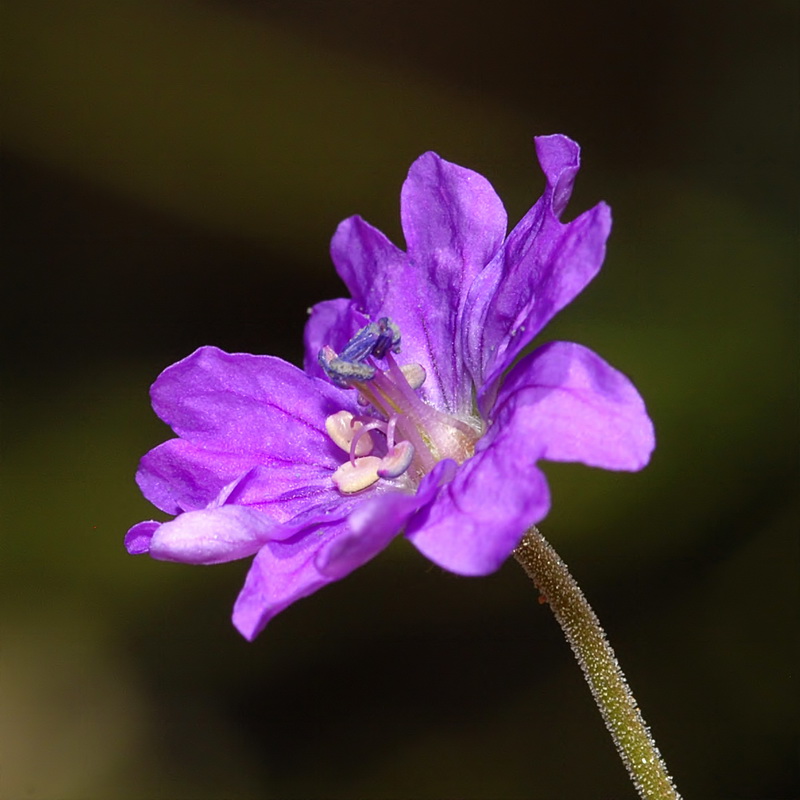 Geranium pyrenaicum pyrenaicum.15