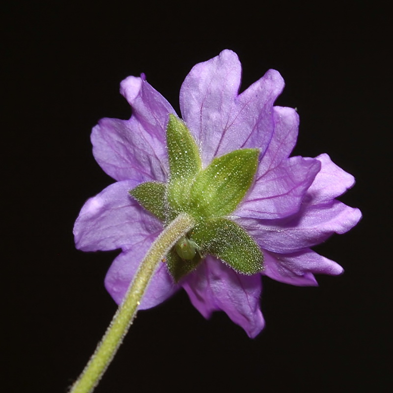 Geranium pyrenaicum pyrenaicum.16