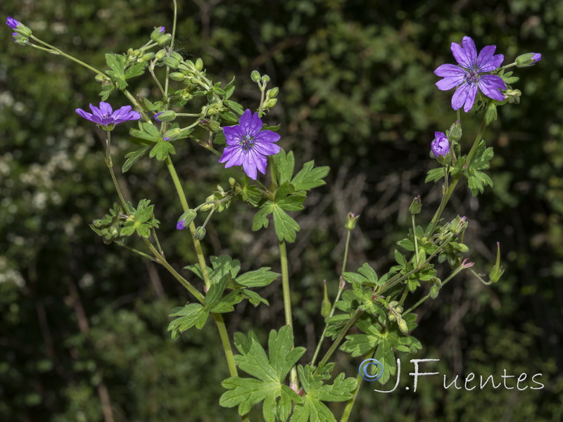 Geranium pyrenaicum pyrenaicum.19