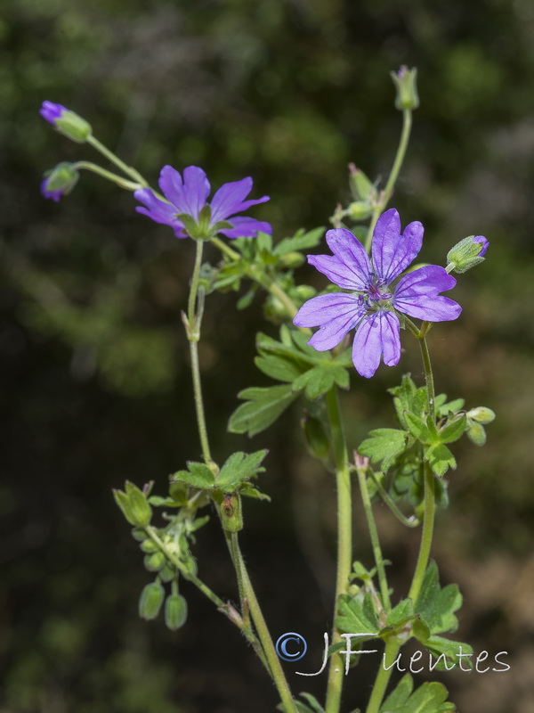 Geranium pyrenaicum pyrenaicum.20