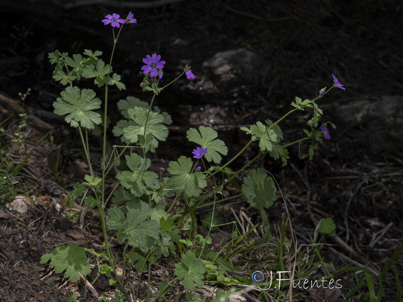 Geranium pyrenaicum pyrenaicum.01