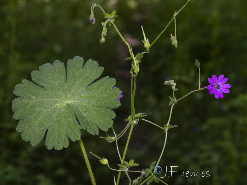 Geranium pyrenaicum pyrenaicum.21