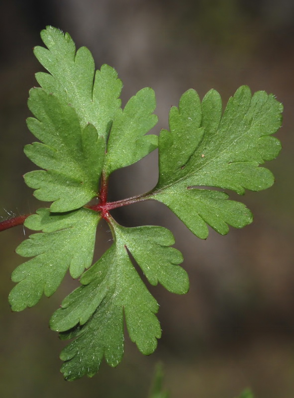 Geranium robertianum.08