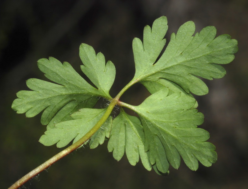 Geranium robertianum.09