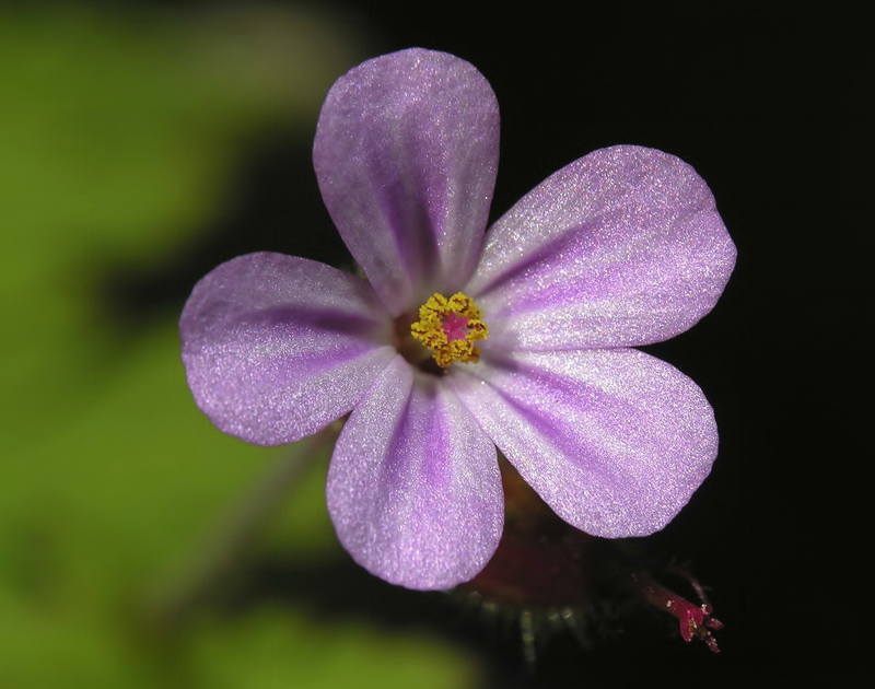 Geranium robertianum.15