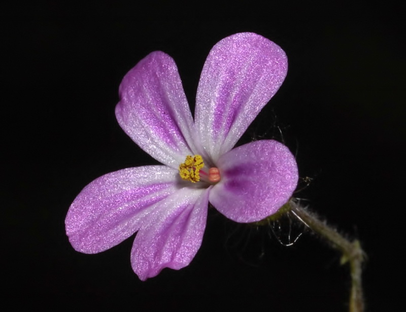 Geranium robertianum.18