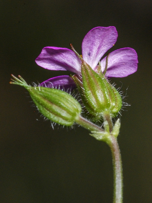 Geranium robertianum.19