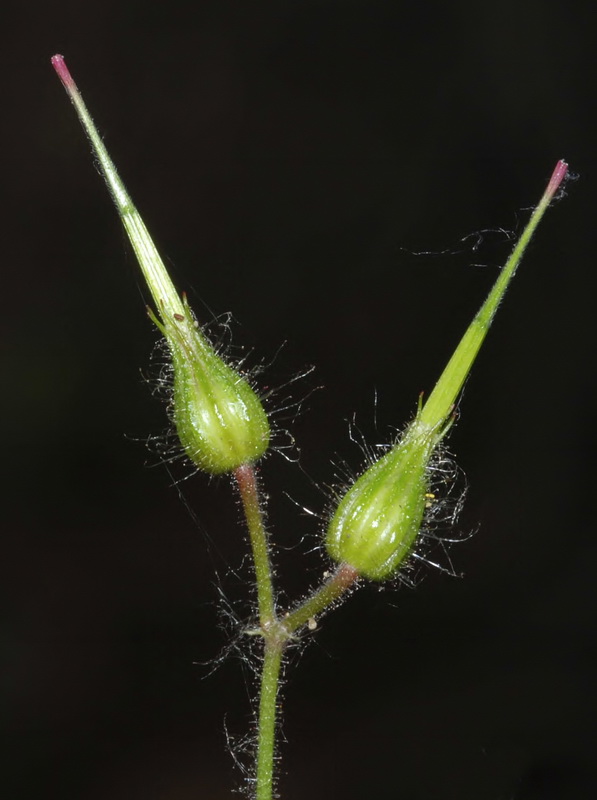 Geranium robertianum.22